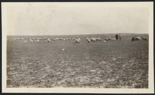 Shepherds watching their flock, Gaza Strip, approximately 1917