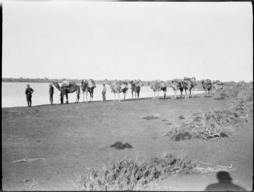 Expedition members and their camels at Lake Mackay, central Australia, approximately 1932, 1 / Michael Terry