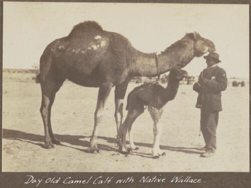 Wallace with a female camel and a day-old calf, South Australia, 1922 / Alexander Lorimer Kennedy