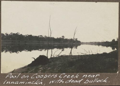 Dead bullock lying on the banks of a pool on Cooper Creek near Innamincka, South Australia, 1922 / Alexander Lorimer Kennedy