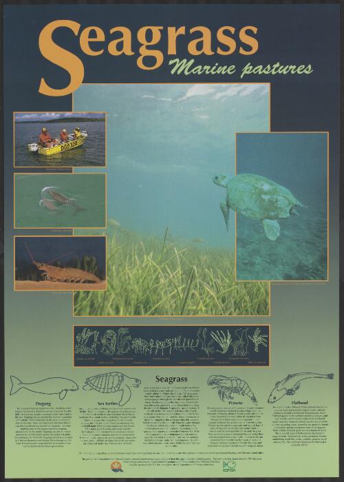 Seagrass : marine pastures