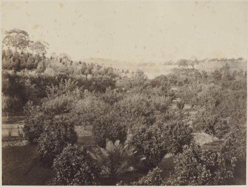 Elevated view of the garden at Bungaree Station, South Australia, approximately 1878 / Samuel Sweet