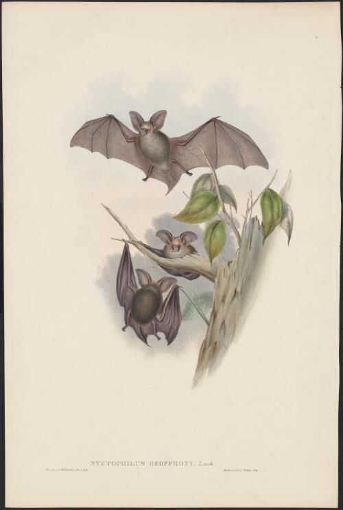 Bat prints, 1841 / J. Gould and H.C Richter