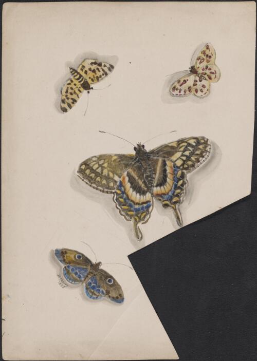 Butterflies and moths, 1884 / Morey