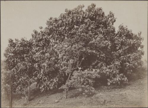 Tree on the grounds of Horsley, New South Wales, approximately 1900, 1 / Henry King