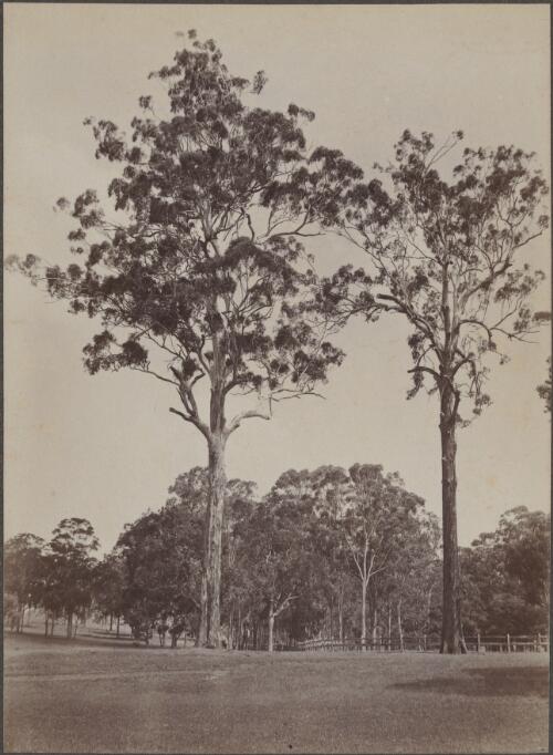 Two tall eucalypts at Horsley, New South Wales, approximately 1900 / Henry King