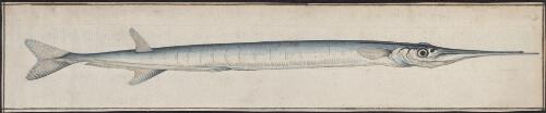 Garfish, 1770 / Sydney Parkinson