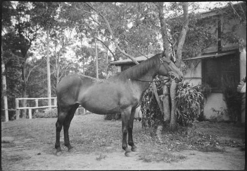 A horse named Bess outside Dummer House, Terrigal, New South Wales, 1945 / Michael Terry