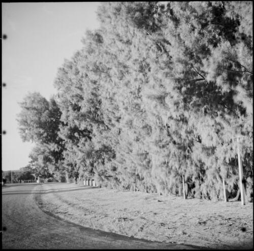 Athel pines in a row, Alice Springs, Northern Territory, 1961 / Michael Terry