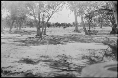 Dirt road through trees, Jay Creek region, Northern Territory, 1961, 2 / Michael Terry