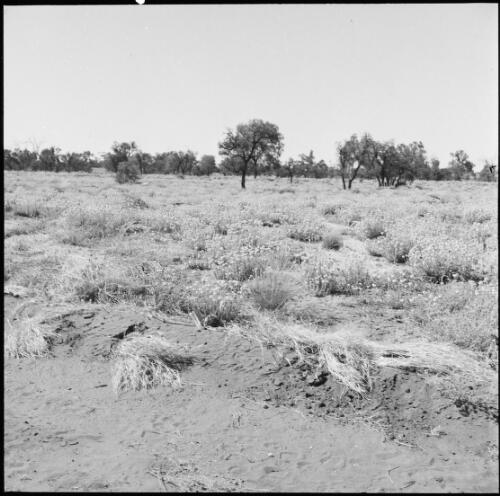 Field of flowers, Thomas Reservoir, Northern Territory, September 1967 / Michael Terry
