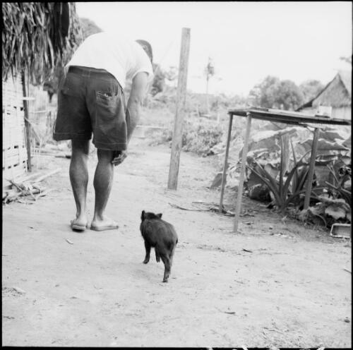 A fijian walking with a baby pig, Fiji, 1966 / Michael Terry