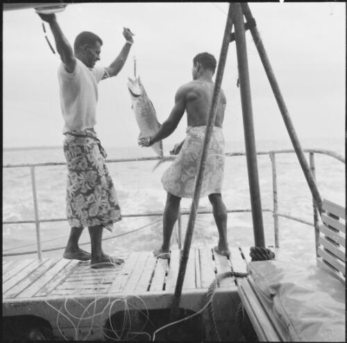 Fish caught by two Fijian men on a boat, Fiji, November 1966 / Michael Terry