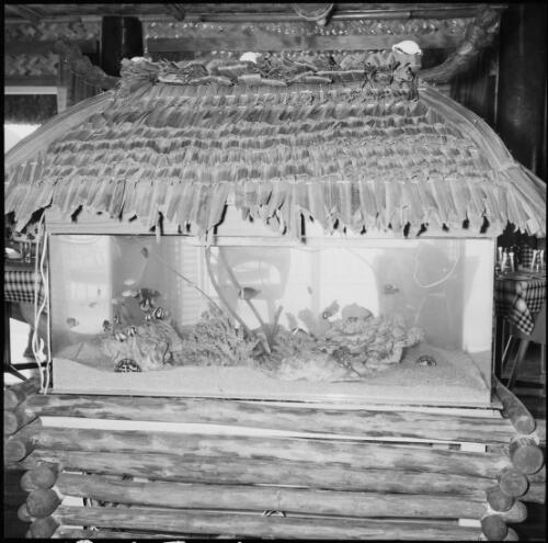 Fish tank in a hotel dining area, Fiji, 1969 / Michael Terry