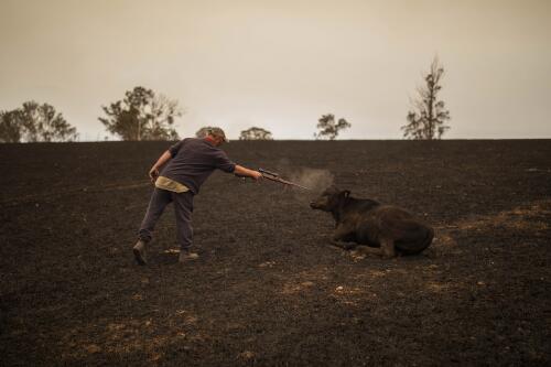 Steve Shipton shooting an injured calf in his paddock after the bushfires, Coolagolite, New South Wales, 1 January  2020 / Sean Davey