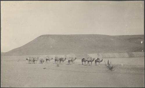 A row of camels near Lake Windabout, South Australia, 1914 / Alexander Lorimer Kennedy