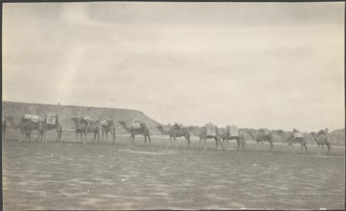 Row of camels on the road to Wirraminna, South Australia, August 1914 / Alexander Lorimer Kennedy