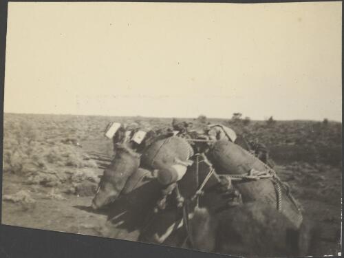 A camel carrying heavy load resting on the track, South Australia, 1914 / Alexander Lorimer Kennedy