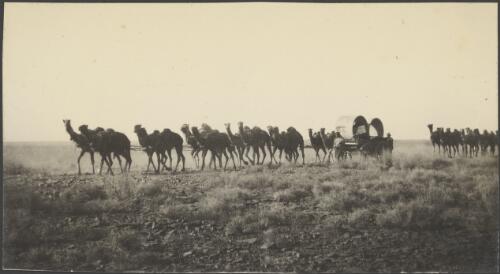 Camel teams for the East-West Railway, August, South Australia, 1914 / Alexander Lorimer Kennedy