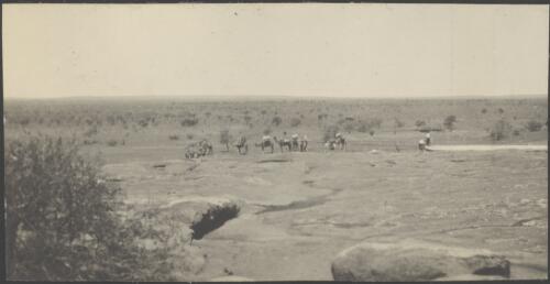 Camel teams heading to Cooladding Rockhole, South Australia, 1914 / Alexander Lorimer Kennedy