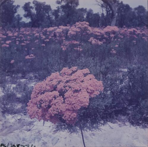 Wildflowers in Alexander Morrison National Park, Coorow, Western Australia, approximately 1950 / Frank Hurley