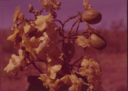 Cochlospermum fraseri, Western Australia, approximately 1950 / Frank Hurley
