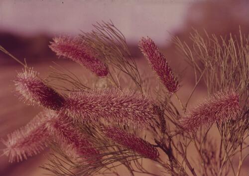 Grevillea petrophiloides, Western Australia, approximately 1950 / Frank Hurley