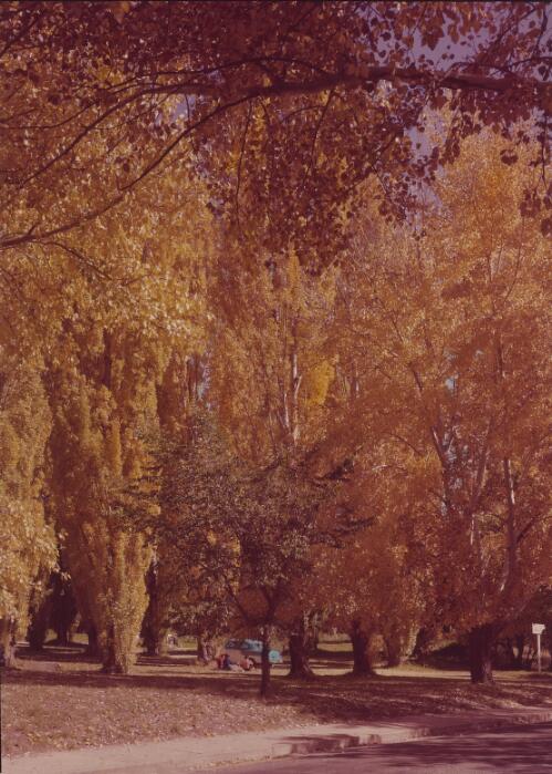 Poplars in Bright, Victoria, approximately 1955 / Frank Hurley