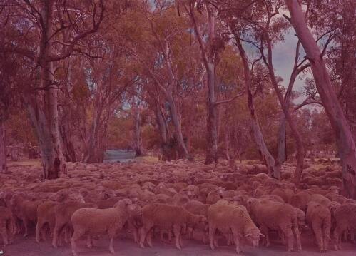 Sheep crossing a dirt road, Wilmington, South Australia, approximately 1955 / Frank Hurley