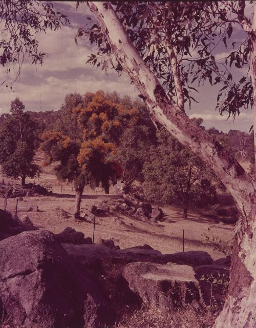 Nuytsia floribunda or Australian Christmas tree in bushland, Darling Ranges, Western Australia, approximately 1960 / Adelie Hurley