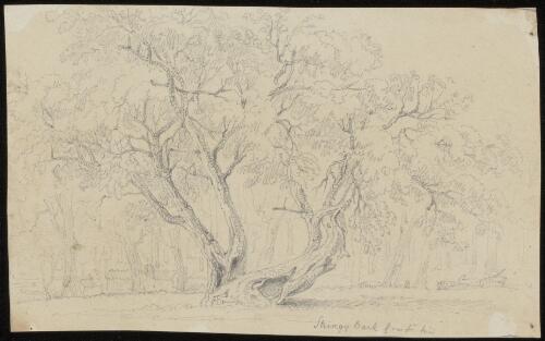 Stringy bark, approximately 1853, 5 / Henry Winkles