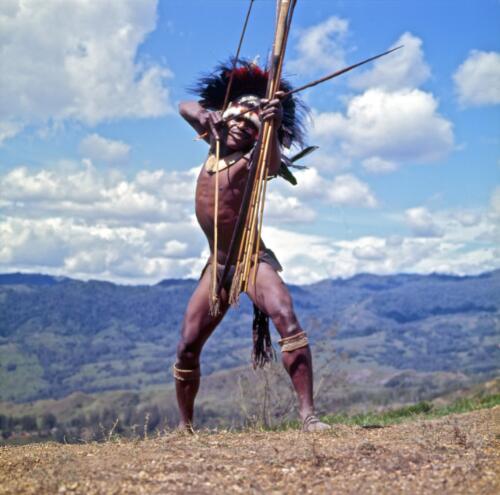 A Lufa bowman preparing to fire a specially designed pig-killing arrow, Papua New Guinea, approximately 1968 / Robin Smith