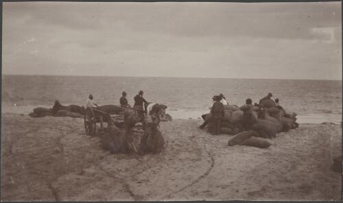 Camels resting on Eucla Beach, Western Australia, October 1914 / Alexander Lorimer Kennedy