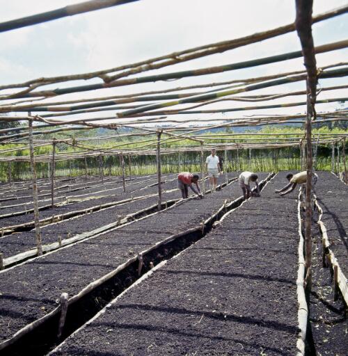 Coffee nursery beds at the Agricultural Experimental Station at Aiyura in the Kainantu area, Eastern Highlands, Papua New Guinea, approximately 1968 / Robin Smith