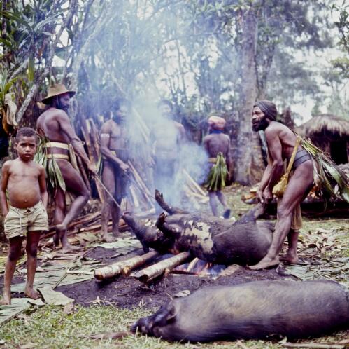 Cooking pigs for a feast, Ketiga village, Western Highlands, Papua New Guinea, approximately 1968 / Robin Smith