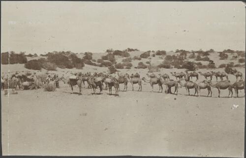Camel teams stopping for water, Ooldea, South Australia, September 1914 / Alexander Lorimer Kennedy