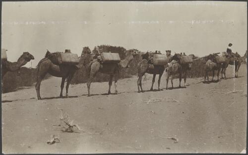 Camel party heading to Ooldea, South Australia, September 1914 / Alexander Lorimer Kennedy