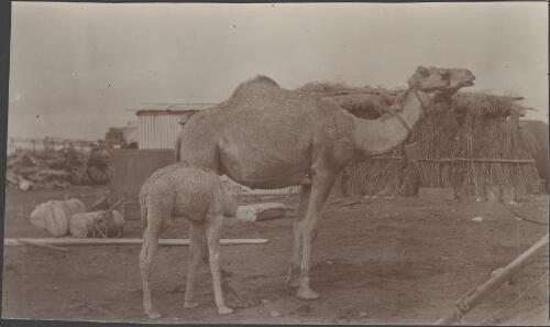Two camels at Ooldea, South Australia, September 1914 / Alexander Lorimer Kennedy