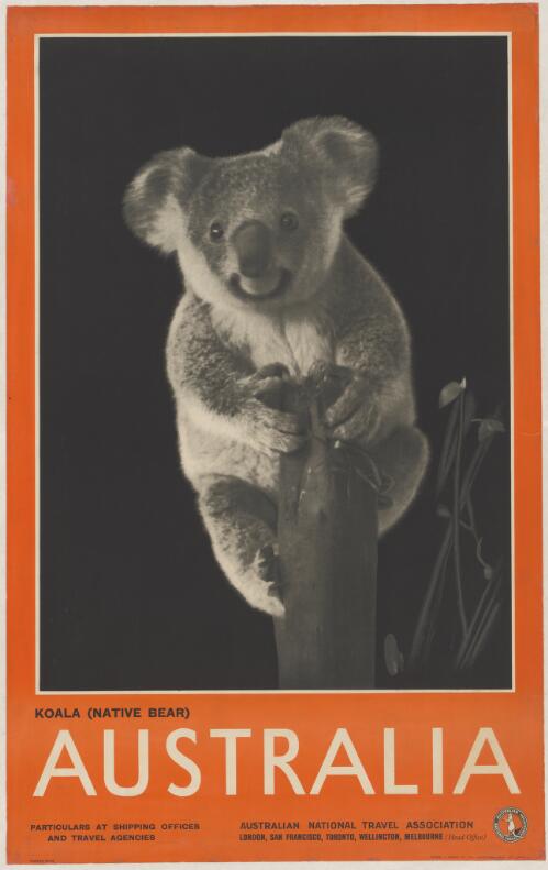 Australia [picture] : koala (native bear) / [by Harold Cazneaux]