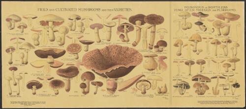 Field and cultivated mushrooms and their varieties [picture] / printed by order of the Trustees of the British Museum