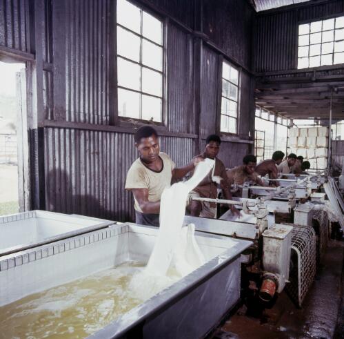 Workers processing latex from rubber trees, Itikinumu rubber plantation, Central District, Papua New Guinea, approximately 1968 / Robin Smith