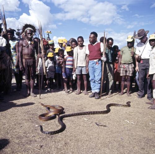Henganofi men with their snakes at the Goroka Show, Papua New Guinea, approximately 1968 / Robin Smith