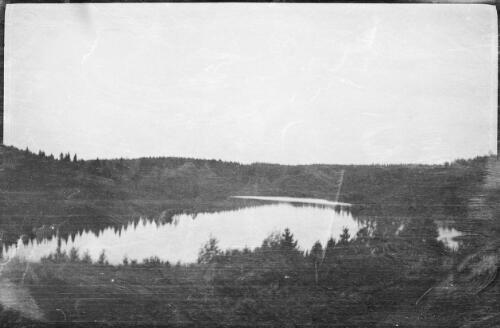 View of pine forest, Russia, approximately 1918 / Michael Terry