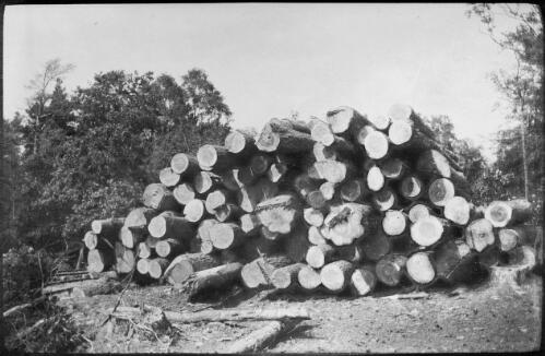 Felled pine trees, Chillingham, England, approximately 1918 / Michael Terry