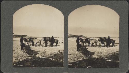Members of the expedition and their ponies getting ready to transport coal on sledges to the hut at Back Door Bay, Cape Royds, Ross Island, Antarctica, 1908 / T. W. Edgeworth David