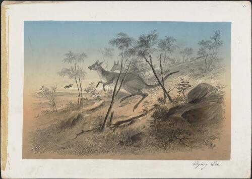 Kangaroos, 1855 / S. T. Gill