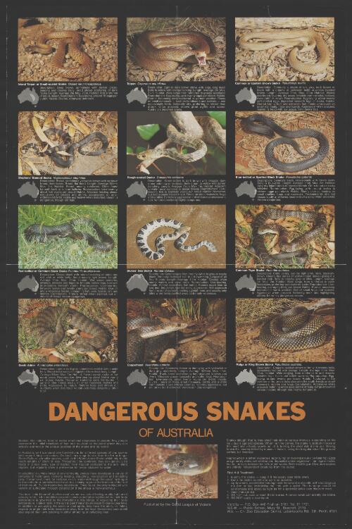 Dangerous snakes of Australia [picture] / published by the Gould League of Victoria