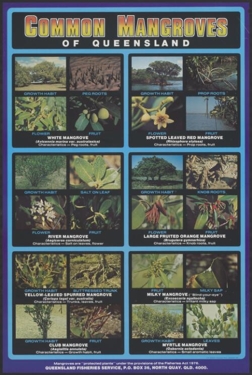 [Collection of two posters illustrating mangroves] [picture]
