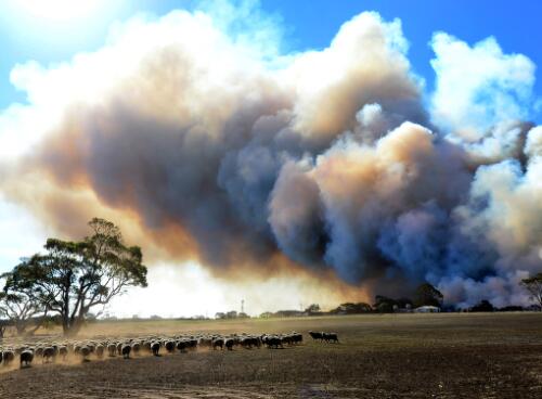 A bushfire approaching a house and livestock, Kangaroo Island, South Australia, 12 January 2020 / Jeremy Piper