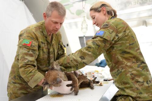 Medical officers from the Australian Defence Force treating an injured koala in a triage tent at the Kangaroo Island Wildlife Park, Kangaroo Island, South Australia, 12 January 2020 / Jeremy Piper